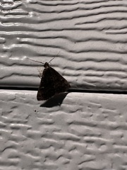 Tetanolita mynesalis