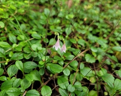 Linnaea borealis