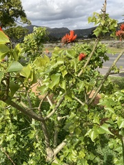 Erythrina lysistemon