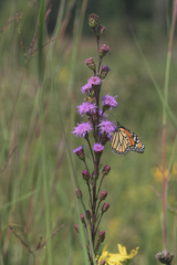 Liatris ligulistylis