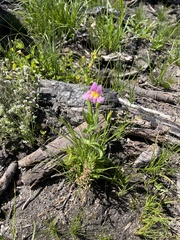 Erythranthe erubescens