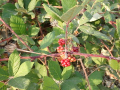 Rubus creticus