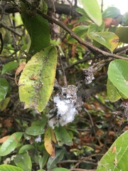 Insecta