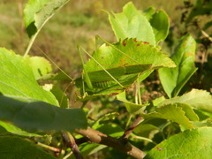 Phaneroptera falcata