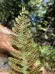 Polypodium virginianum