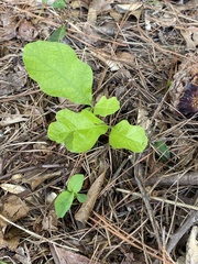 Toxicodendron pubescens