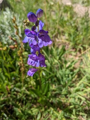 Penstemon strictus