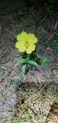 Oenothera