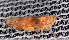 Scaphoideus