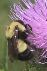 Bombus affinis