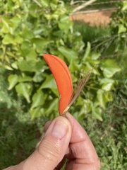 Erythrina lysistemon