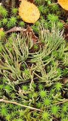 Cladonia