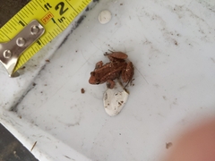 Eleutherodactylus planirostris