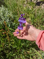 Penstemon strictus