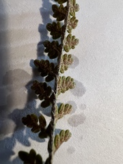 Myriopteris gracillima