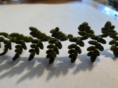 Myriopteris gracillima