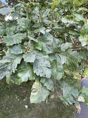 Quercus bicolor