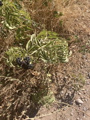 Sambucus ebulus