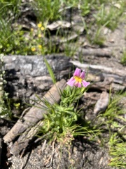 Erythranthe erubescens