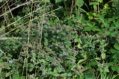 Mentha suaveolens