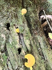 Pluteus chrysophlebius