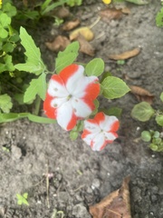 Impatiens walleriana