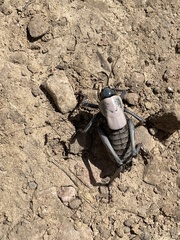 Anabrus simplex