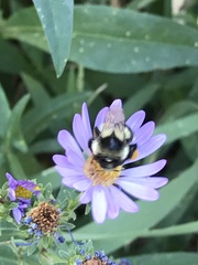 Bombus