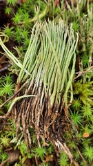 Cladonia