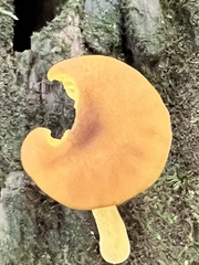 Pluteus chrysophlebius