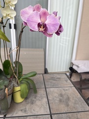 Phalaenopsis