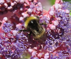 Bombus cryptarum