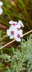 Eriocephalus
