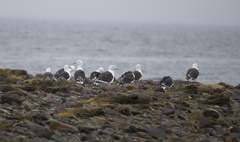 Larus marinus