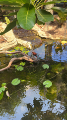 Jacana