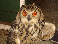 Bubo bengalensis