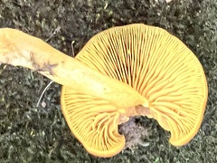 Pluteus chrysophlebius