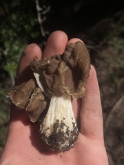 Helvella