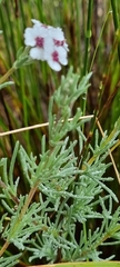 Eriocephalus