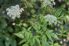 Chaerophyllum aromaticum