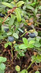 Vaccinium myrtillus