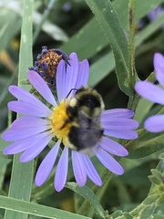 Bombus
