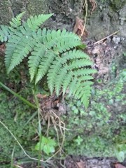 Dryopteris marginalis