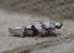 Coleotechnites atrupictella