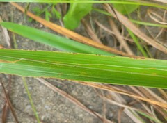 Ophiomyia kwansonis