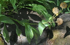 Arnica mollis