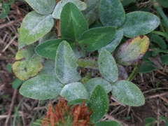 Erysiphe trifoliorum