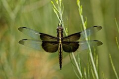 Libellula luctuosa