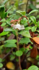 Vaccinium vitis-idaea