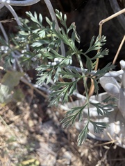 Daucus carota